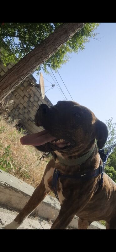 it novleri adlari: Pitbul, 1 il, Dişi