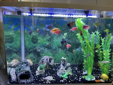 Akvariumlar: Dördbucaq akvarium, Balıqlarla birlikdə, 50 l