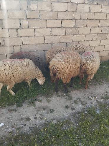 cuce satiwi: 6 ed damazlığa geden dişi toğlulat satılır 6 sı bir yerde satılır xaiş — 1