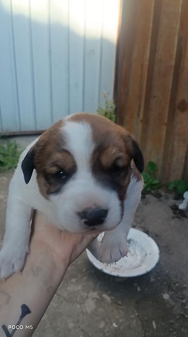 Продажа собак: Овчарка, 1 месяц, Самка — 9