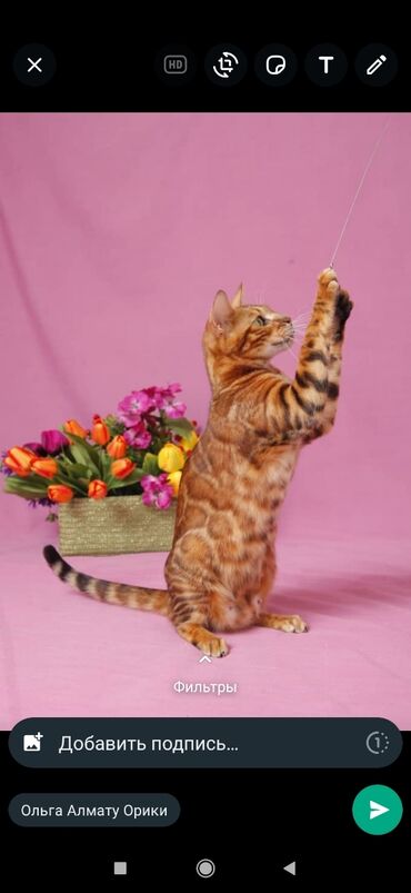 сиямский кот: Друзья питомник бенгальских кошек .Бен Гла Мур . предлагает. в