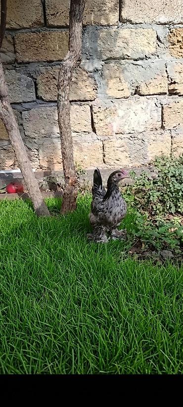tovuz quşu qiyməti: Yaponka iki ədəd yumurtayan fere bir eded 4ayliq xoruz 50azn — 1