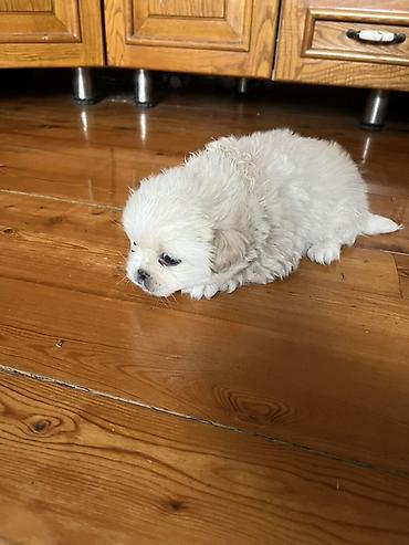 İtlər: Pekines, 1 ay, Dişi — 7