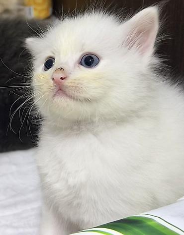 Кошки: Scottish longhair balası Ağ tüklü, mavi gözlü balaca pişik balası. - — 1