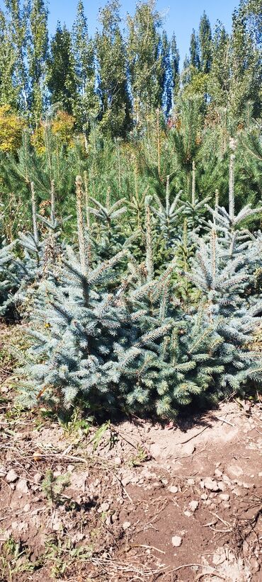 Декоративные деревья: Саженцы деревьев: Ели, Бесплатная доставка — 16