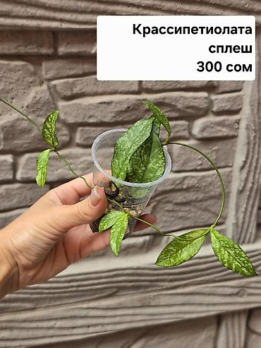 хойи: Хойи
Цены и названия на фото — 3