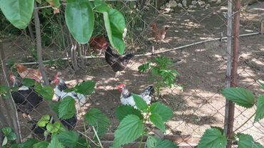 Həyət evləri və villaların satışı: 2 otaqlı, 50 kv. m — 13