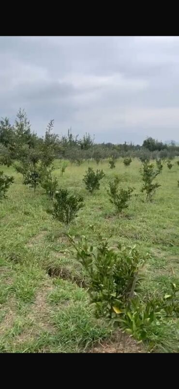 Torpaq sahələrinin satışı: 50 sot, Biznes üçün, Barter mümkündür, Kupça (Çıxarış)