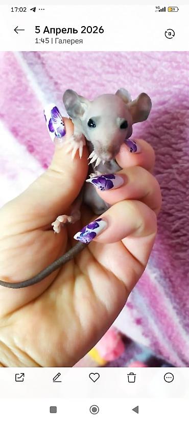 хомяки ош: Привет друзья. в питомнике Rat hause Love, родились новые детки — 9