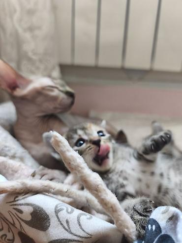 jersey cinsi: Уникальные котята: дети знатной Сфинкс и гордого уличного кавалера! ❤️ — 2