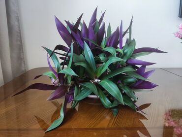 Драцены и Сансевиерии: Домашние и комнатные цветы в горшках. Герань, Алоэ, долларовое дерево — 14