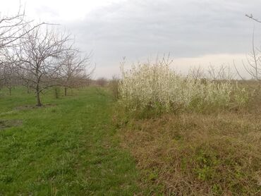 Kirayə torpaq sahələri: Kənd təsərrüfatı — 12