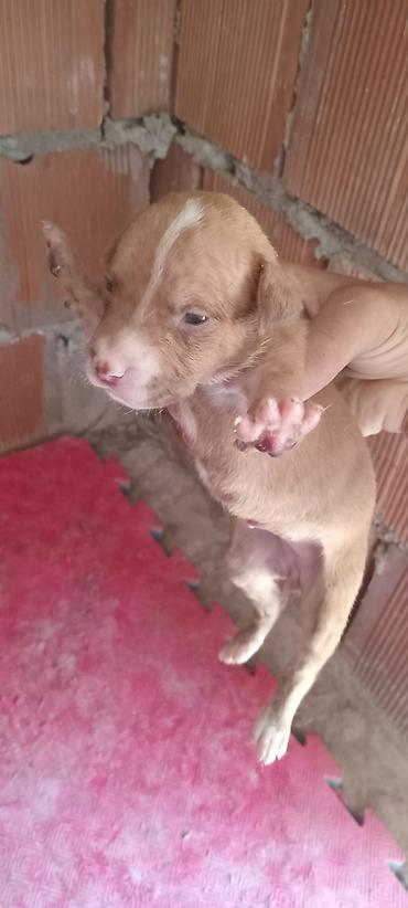 İtlər: Pitbul, Peyvəndli — 10