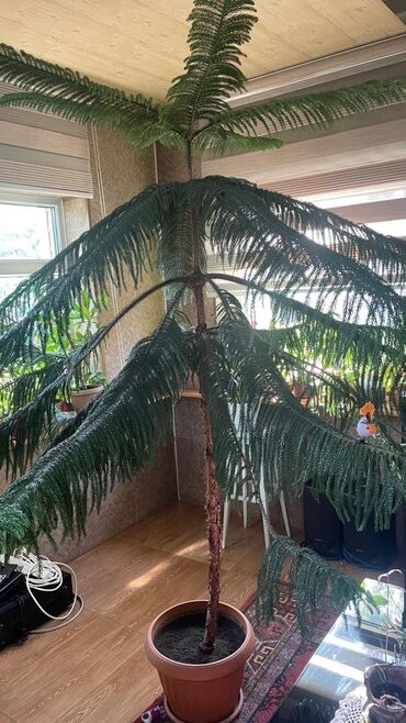 ош ёлка 2025: Продаю Араукарию (Norfolk Island Pine) 🌿 Высокое красивое комнатное