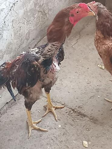 Salam heyrati lar satiliryaxsi cinsdi cox olduqu nan satiram kohna