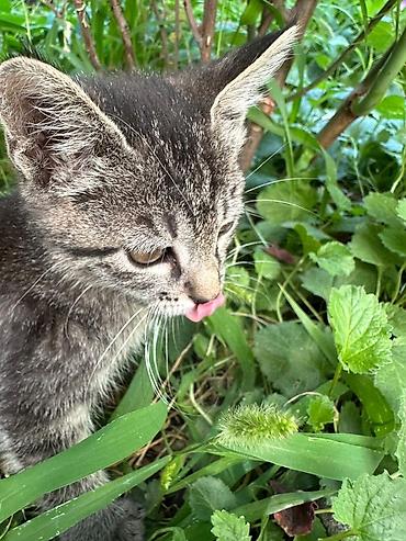 Үй жаныбарлары: Котёнок мальчик, 1,5 месяца лоток на пять полосатый тигрёнок (окрас — 1