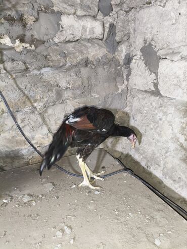 Cücələr: Toyuq cücələri, Damazlıq, Ünvandan götürmə — 6