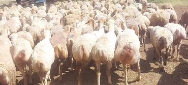 Qoyunlar, qoçlar: Dişi, il: 1, 50 kq, Damazlıq, Ünvandan götürmə