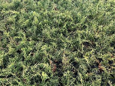 Декоративные деревья: Саженцы деревьев: Можжевельники (Арча) — 9