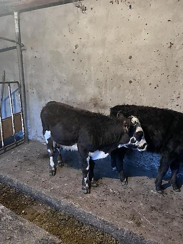 Коровы, быки: Продаю | Музоо, торпок | На откорм — 10