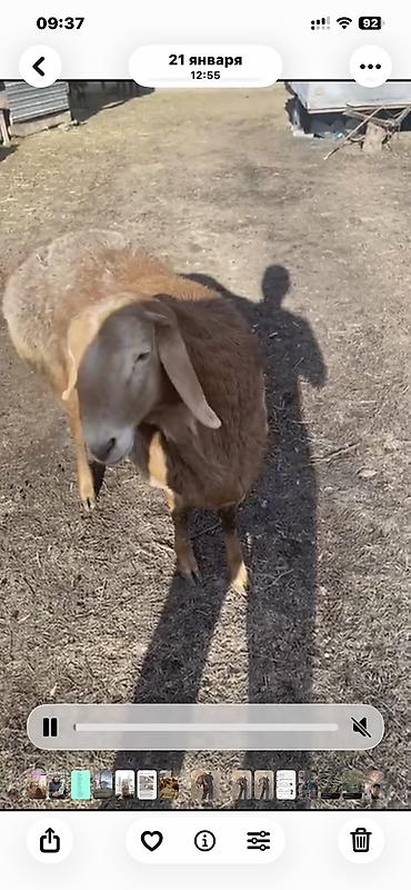 Баран, овца: Продаю | Баран (самец) | Арашан — 8