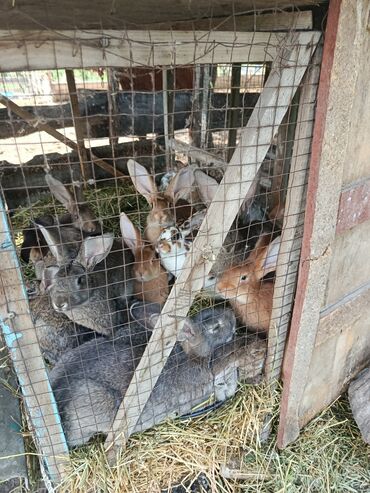 Продам с/х животных: Продаю | Крольчата | Для разведения