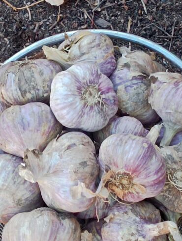 садовые гномы: Сарымсак