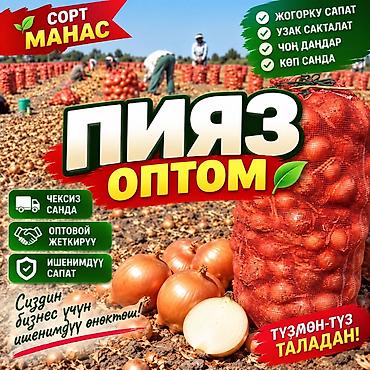 буки: Лук Оптом — 1