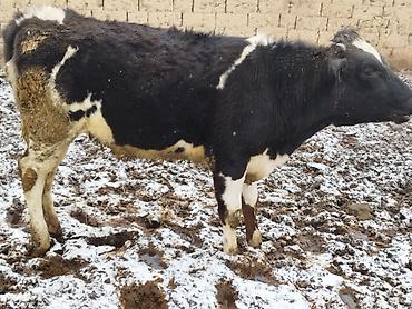 Коровы, быки: Продаю | Бык (самец), Тёлка | Для разведения — 3