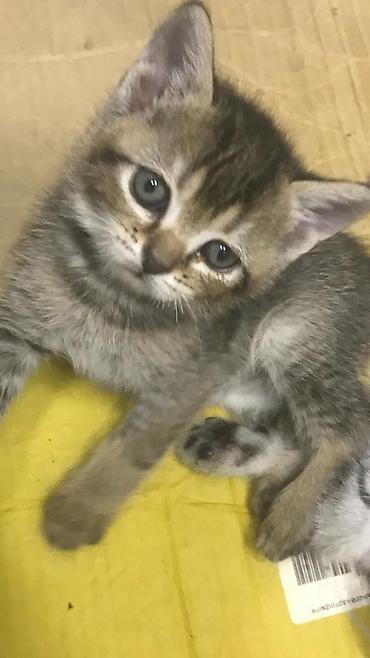 Pişiklər: Britan, Yaxşı əllərə — 2