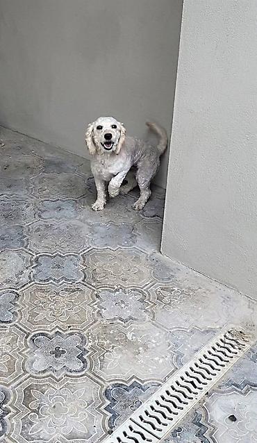 Pudel, 3 il, Dişi, Cütləşmə üçün