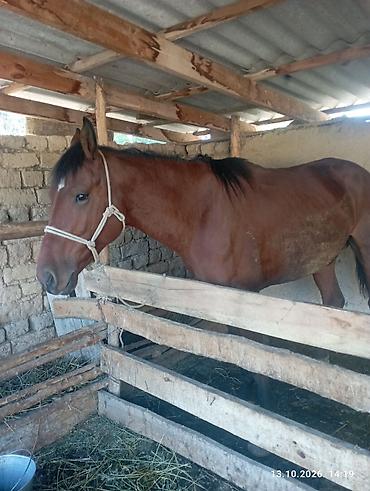 Лошади, кони: Продаю | Жеребец | Рабочий — 1