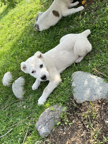 белый маленькие собаки цена: Продаю чистых алабаев 2 месяца, родились 15 февраля. Девочки. Цена