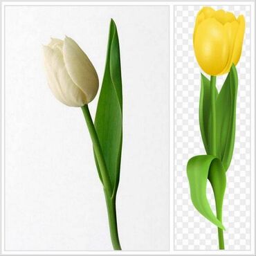 грибы эноки цена: Цветок декоративный - Тюльпан желтый, красивый цветочек