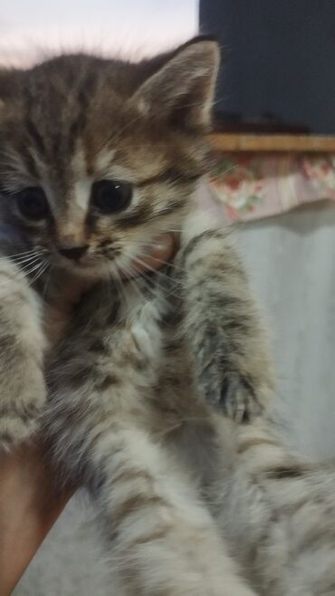 Pişiklər: Türk anqora -da lalafo.az — 23 Pişiklər: Türk anqora — 23