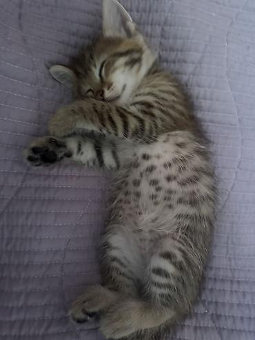 kitten: Отдам в добрые руки котят 🥰 Возраст: 2 месяца Шёрстка — 4