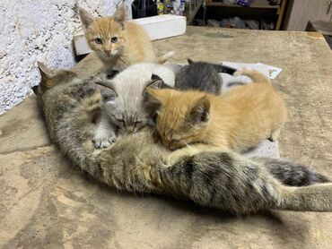 шотландская котята: Отдадим в добрые руки, котятам 2,5 месяца