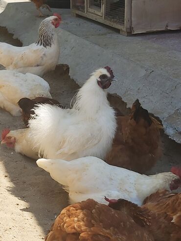 Akvarium aksessuar və ləvazimatları: Xoruz, il: <1, Ünvandan götürmə