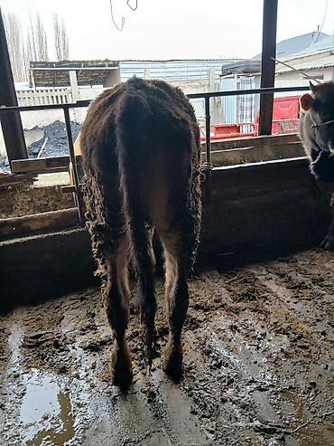 Коровы, быки: Продаю | Бык (самец) | На откорм | Привязанные — 3