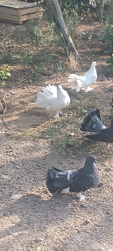 Göyərçinlər: Məhsul: müxtəlif növ ev göyərçinləri Təsvir: - Rənglər: ağ, qara — 3