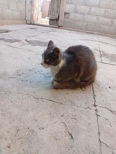 сфинкс котята: Кошка даром: Сибирская, Мальчик, Приучена к лотку, Проглистована, С прививками — 4