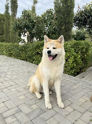 akita iti satilir: Akita-inu, 2 il, Erkək, Cütləşmə üçün, Pulsuz çatdırılma — 1