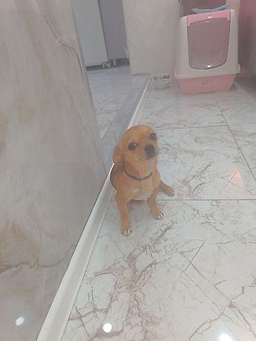 kangal iti: Çixuahua, 7 ay, Erkək, Peyvəndli, Ödənişli çatdırılma — 2