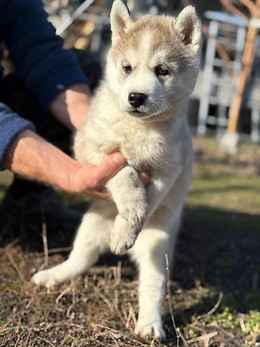 Продажа собак: Хаски, 1 месяц, Самка — 7