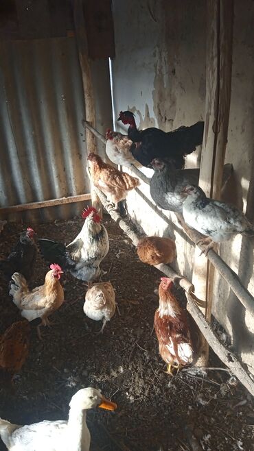 цены породистых собак: Продаю | Куры | Домашняя | Для разведения