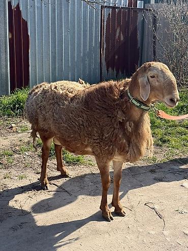 Баран, овца: Продаю | Баран (самец) | Арашан | Для разведения — 6