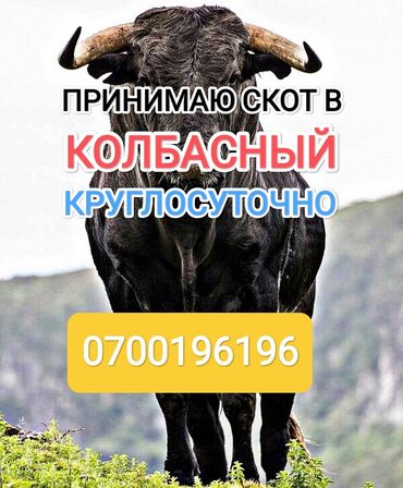 крупный рогатый скот: Куплю | Коровы, быки, Лошади, кони | Любое состояние, Забитый, Круглосуточно