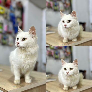 sort pişik: Van, Dişi, Yaxşı əllərə, Pulsuz çatdırılma