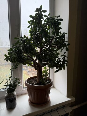 Денежное дерево: Крупные комнатные растения в горшках 1) Толстянка (денежное дерево) - — 3