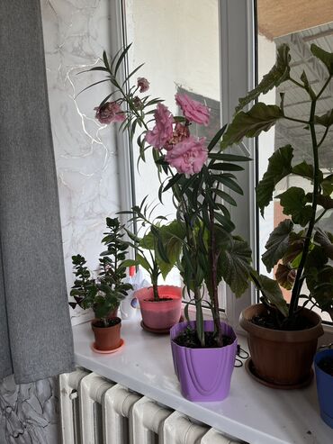Комнатные растения: Олеандро гулу 2 жылдыкбаардык айларда гулдой берет.Бегоня